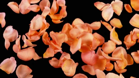 Super slow motion of falling rose petals on clear background. Vidéo 158760996