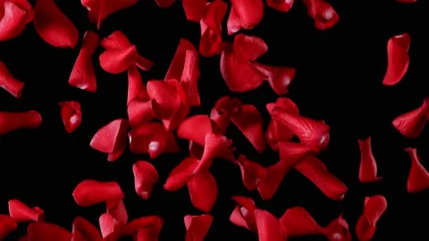 Super slow motion of falling rose petals on clear background. Vidéo 158761023