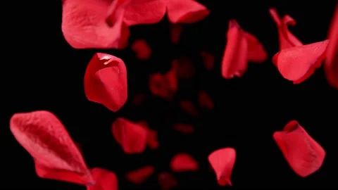 Super slow motion of falling rose petals on clear background. Vidéo 158761338