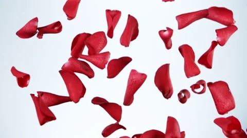 Super slow motion of falling rose petals on clear background. Stock Footage 158762745
