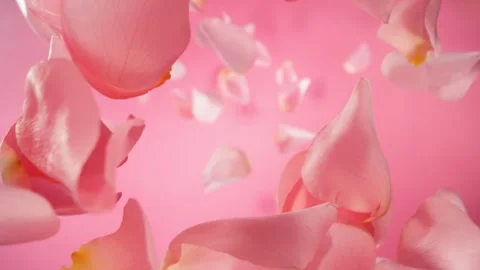 Super slow motion of falling rose petals on pink background. Vidéo 277399924