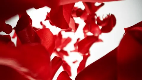 Super slow motion of falling rose petals on white background. Vidéo 277421094