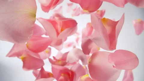 Super slow motion of falling rose petals on clear background. Vidéo 290396003