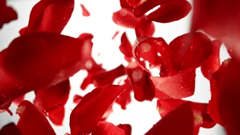 Super slow motion of falling rose petals on white background. Vídeo Stock 290429786