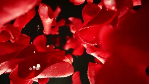 Super slow motion of falling rose petals on black background. Vidéo 290429975