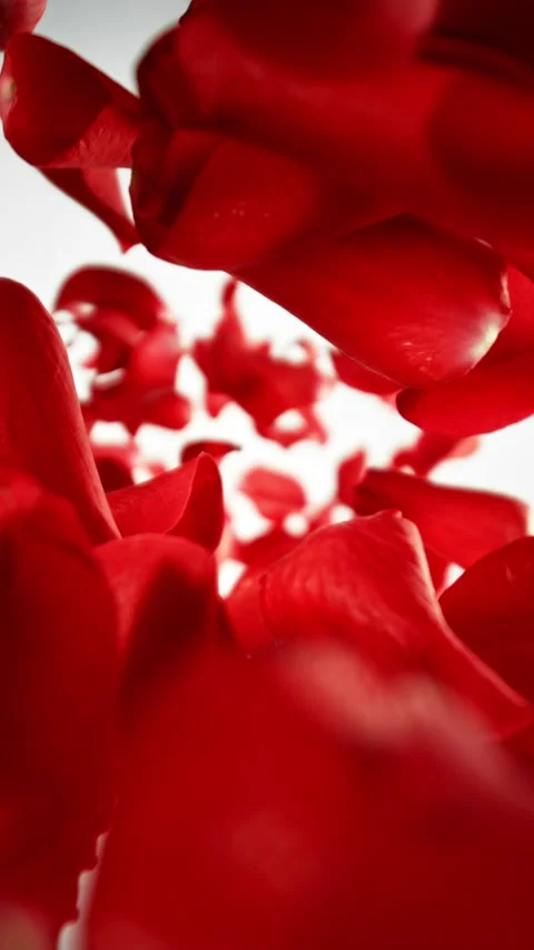 Super Slow Motion of Falling Rose Petals. Stock Footage 297249436