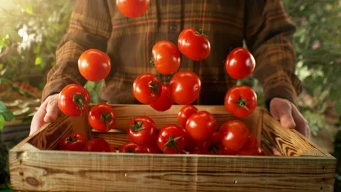 Super Slow Motion of Falling Tomatoes into Wooden Box. Stock Footage 269226111