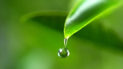 Super slow motion of falling water drop from leaf Stock Footage