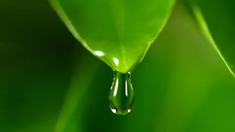 Super slow motion of falling water drop from leaf Stock Footage 107686139