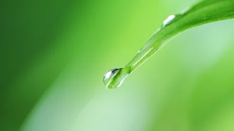 Super slow motion of falling water drop from leaf. Stock Footage