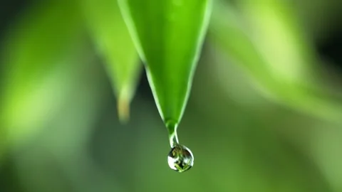 Super slow motion of falling water drop from leaf. Stock Footage 140129864