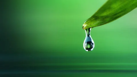 Super slow motion of falling water drop from leaf. Stock Footage 163914366