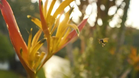 Super slow motion of fly landing on plant in jaco costa rica Vídeos de archivo 88937027