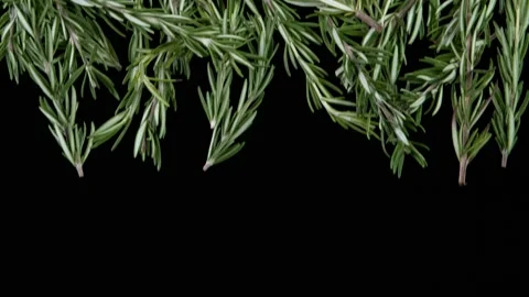 Super slow motion of flying fresh rosemary leaves spice. Stock Footage 159478015