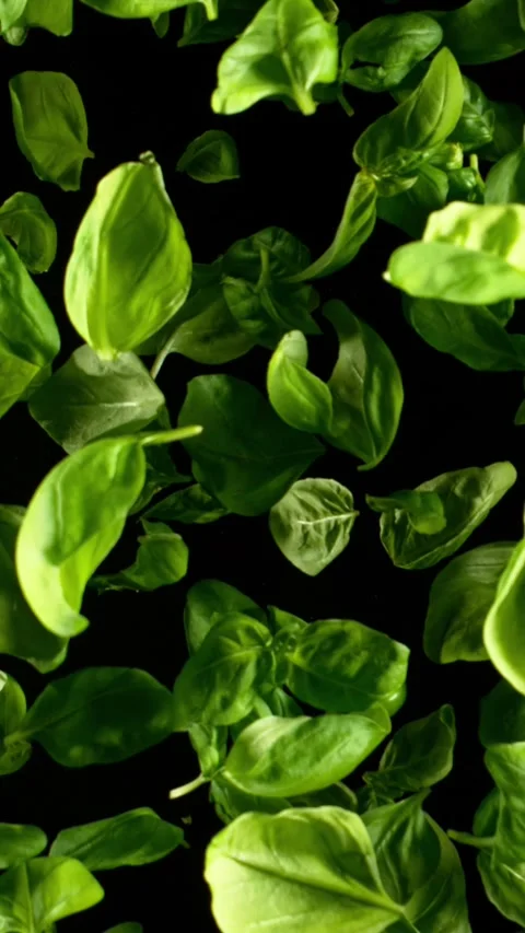 Super Slow Motion of Flying Fresh Basil Leaves. Stock Footage 312649919