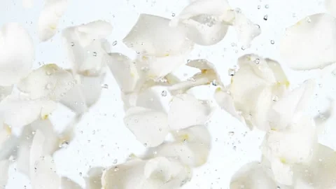 Super slow motion of flying rose petals on clear white background Stock Footage 158734626