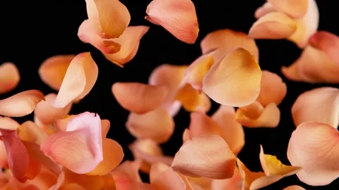 Super slow motion of flying rose petals on clear background Vidéo 158734884