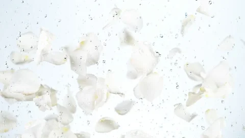 Super slow motion of flying rose petals on white background Stock Footage 158737313