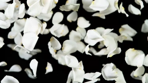 Super slow motion of flying rose petals on clear black background Stock Footage 158737727