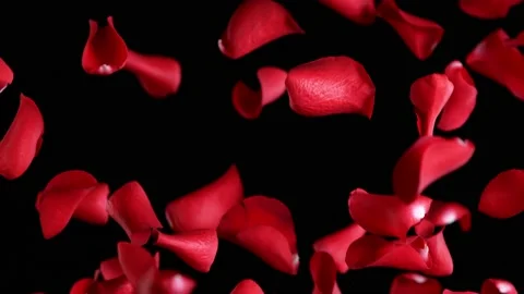 Super slow motion of flying rose petals on clear black background Vidéo 158738328