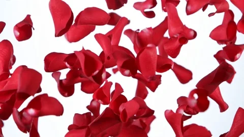 Super slow motion of flying rose petals on white background. Stock Footage 158759761