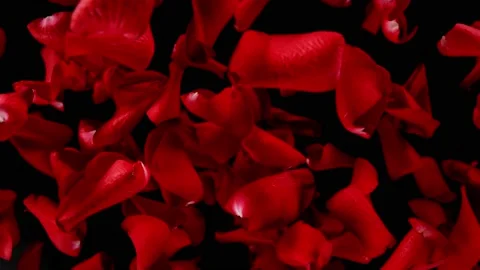 Super slow motion of flying rose petals on clear background Vidéo 158762554