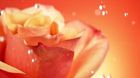 Super slow motion of flying rose petals on clear background Stock Footage 243020289