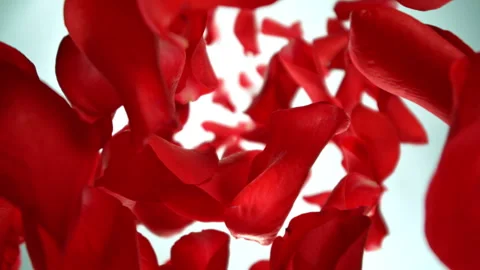 Super slow motion of flying rose petals on white background. Stock Footage 258443510
