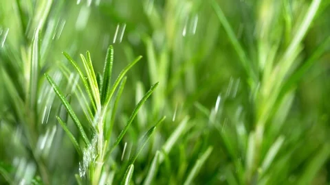 Super slow motion of fresh with falling water drops Stock Footage 108220011