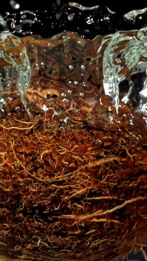 Super slow motion fresh topical coconuts . Filmed on a high-speed camera at 1000 動画素材 335377394