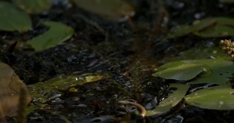 Super Slow Motion Frog Emergence Through Lily Pads  Stock Footage 335848305