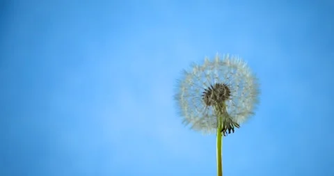 Super Slow Motion Gentle Swaying Of Resilient Dandelion Seed Parachutes In Wind Video stock 333485346