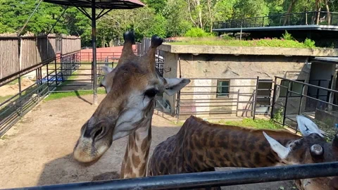 Super Slow Motion Giraffe eating in the open zoo Stock Footage 251268601