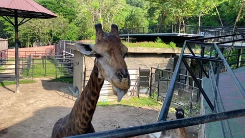 Super Slow Motion Giraffe eating in the open zoo Stock Footage 251268606