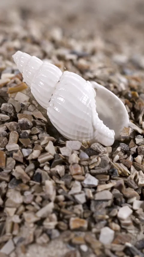 Super Slow Motion Glossy White Spiral Shell In Super Slow Motion Stock Footage 334708412