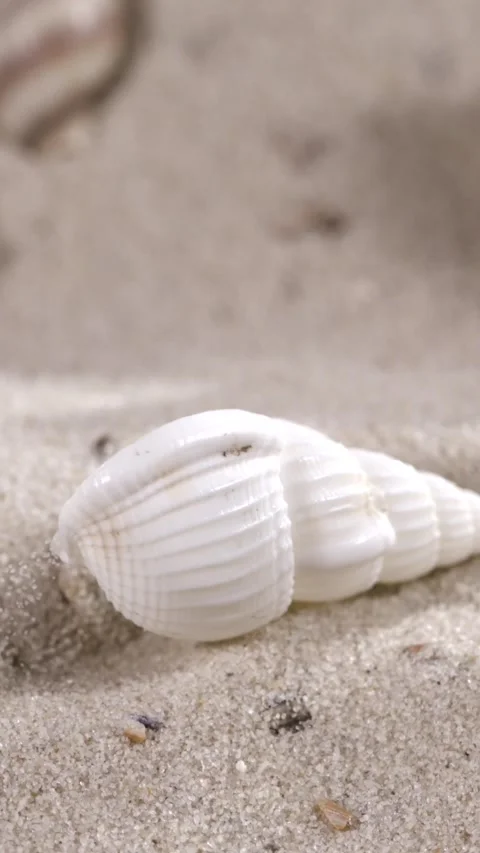 Super Slow Motion Graceful White Shell Gently Rotating Over Fine Sandy Beach Stock Footage 334707984