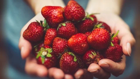 Super slow motion Hands holding Strawberries 4K Stock Footage 99126119