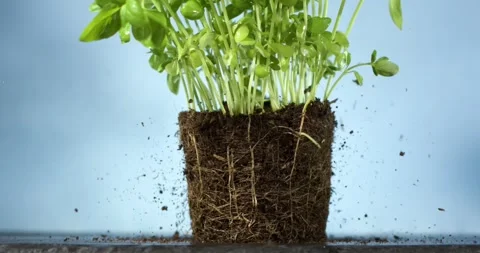 Super Slow Motion Highspeed Footage Of Soil Particles Rising Around Microgreen Stock Footage 334079925