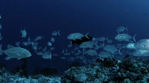 SUPER SLOW MOTION A huge school of Jacks. Big eye Trevally Jack, (Caranx sexfasc Stock Footage 112504918