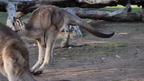 Super slow motion of jumping kangaroo Stock Footage 108913509