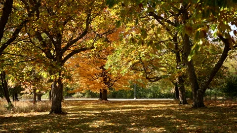 Super Slow Motion of Leaves Falling Stock Footage 219520531