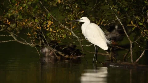 Super Slow Motion Little Egret Taking Flight Stock Footage 319856145