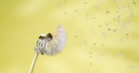 Super Slow Motion Macro Dandelion Releasing Seeds  Stock Footage 334079256