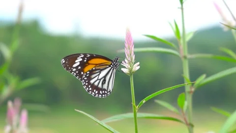 Super Slow Motion Macro shot, Close up Butterflty On Grass Flower In Summer Sun. Stock Footage 112645889
