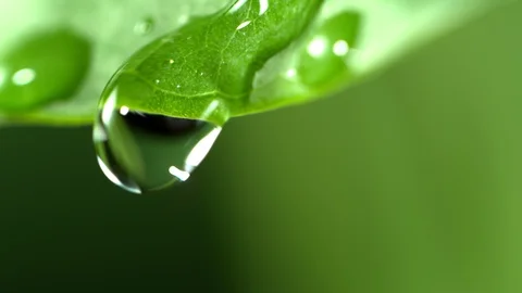 Super Slow Motion Macro Shot of Water Droplet Falling from Fresh Green Leaf at Stockbeeldmateriaal 129194457