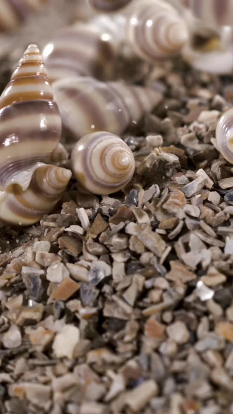 Super Slow Motion Macro Spiral Shells Settling In Super Slow Motion Stock Footage 334708220