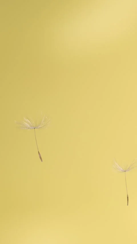 Super Slow Motion Mindfulness Dandelion Drift Super Slow Motion Stock Footage 334708405