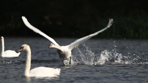 Super Slow Motion Mute Swan Takeoff Stock Footage 319349406