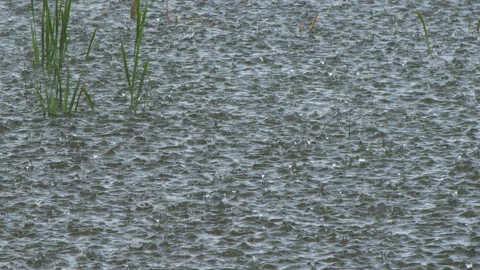 Super slow motion nature: Rain drops fall onto surface of pond, closeup Vidéo 336761925