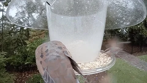 Super Slow Motion Nuthatch Pulls Another Nuthatch Off Of Bird Feeder With Foot Stock Footage 133097761